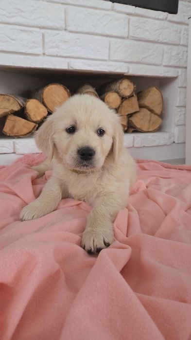 Golden Retriever piesek
