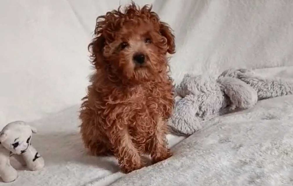 Девочка мини мальтипу.