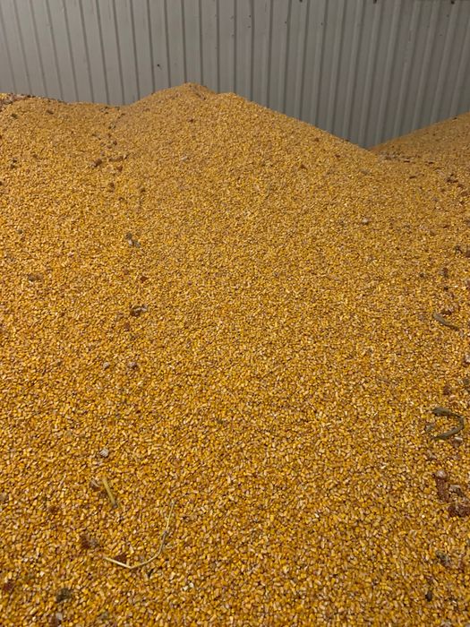 Продам Кукурудзу урожай 2025року