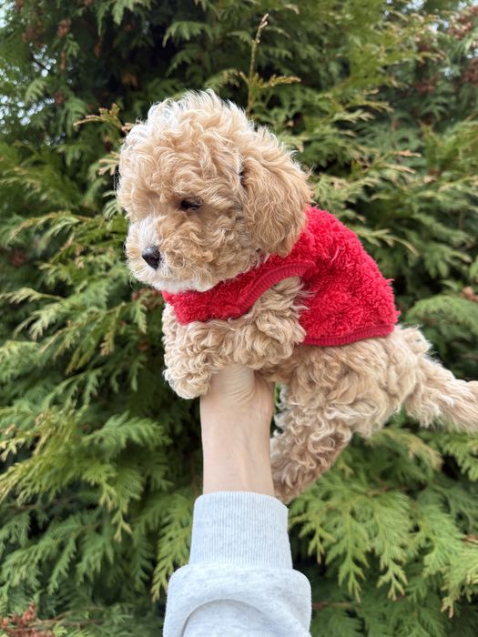 Найкрасіші цуценятка під ялинку мальтипу