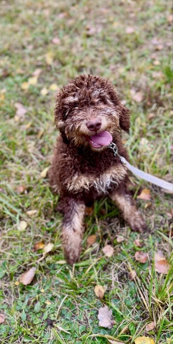Samiec Lagotto Romagnolo FCI/ZKwP