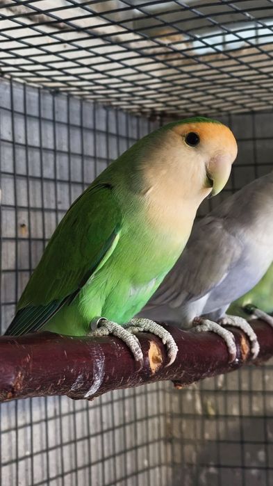 Agapornis roseicollis