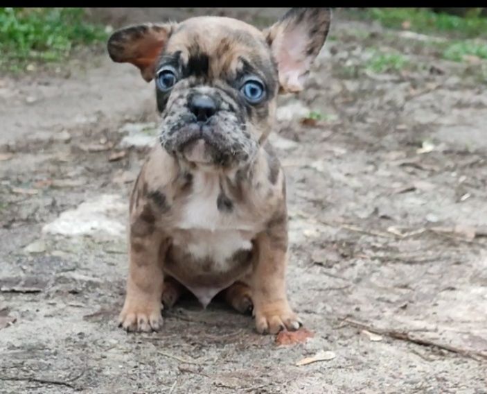 Красавчик мерле с голубыми глазами