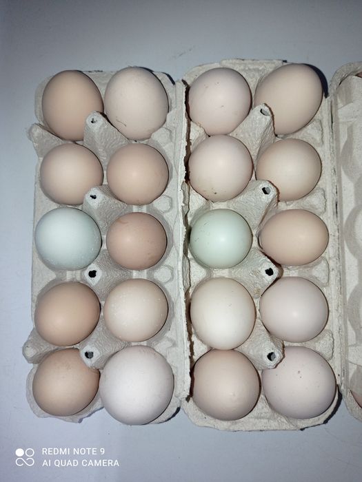Jajka świeże, wiejskie od kur z wolnego wybiegu, możliwość dowozu