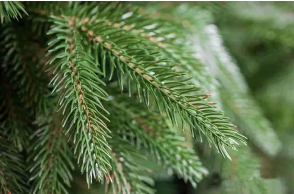 Ялинка штучна лита Смерека карпатська ,як справжня ,топ якість та ціна