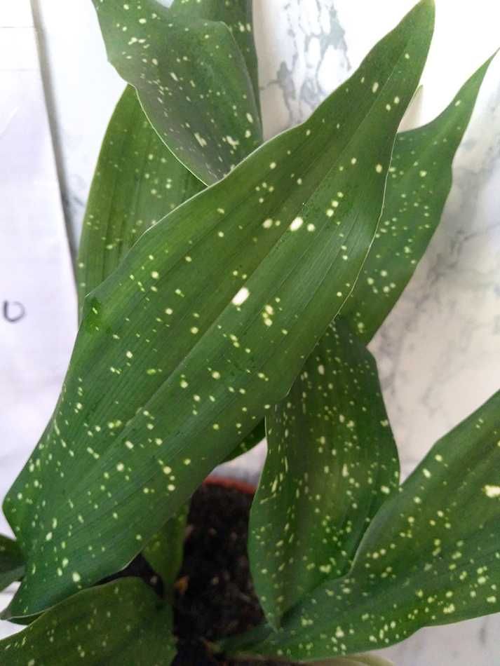 Продам Aspidistra сорт "Milky Way" (Аспідістра Мілкі Вей)