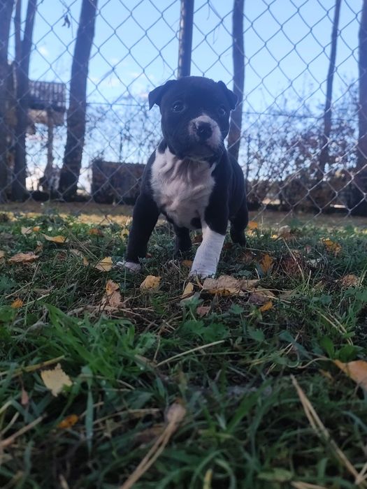 Suczka American Staffordshire Terrier