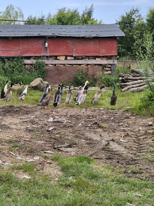 Kaczory biegusy indyjskie