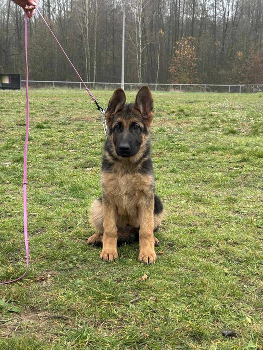 Szczenięta owczarek niemiecki. Owczarek Niemiecki