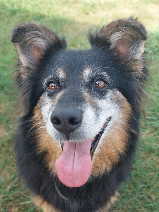 Otto od ponad 6 lat w schronisku, stracił już nadzieję