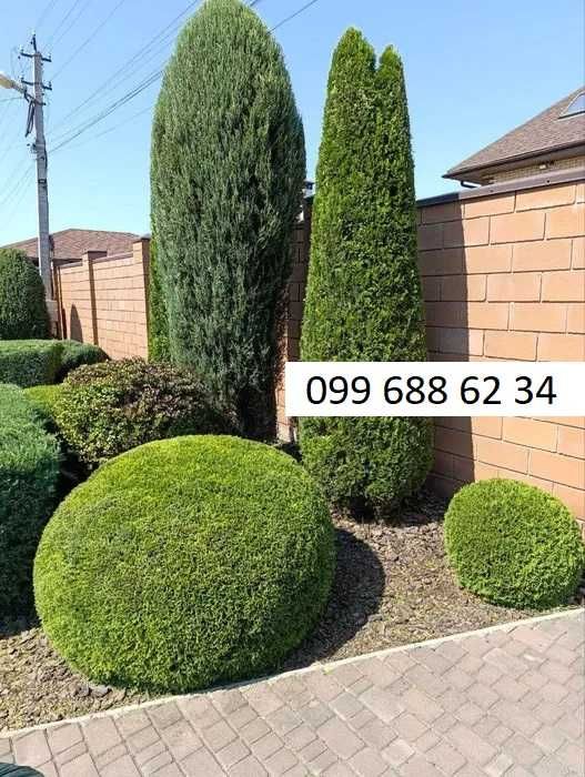 Садовник, обрезка деревьев, бонсай, высадка деревьев, уборка участка