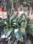 Vendo plantas de estrelícias