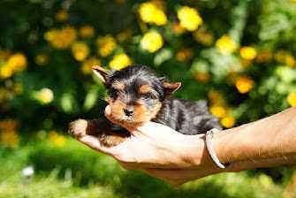 Любознательные йорки