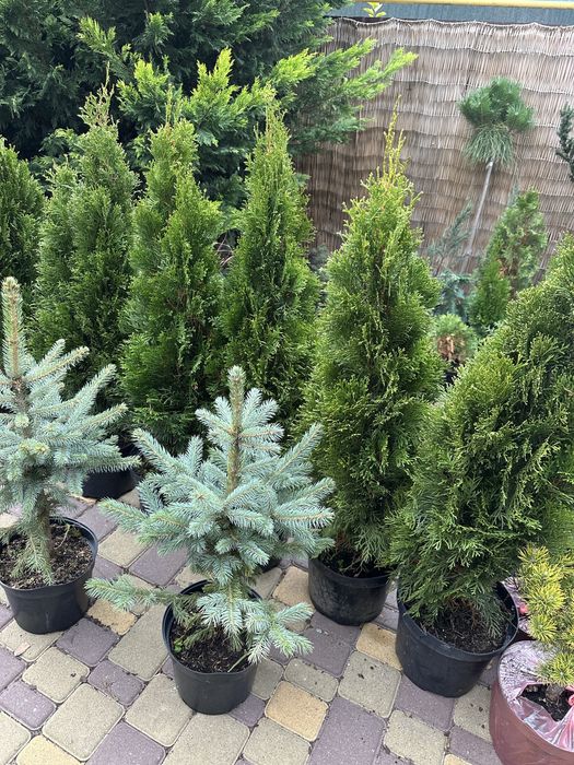 Гарні кущіки Міріам Даніка