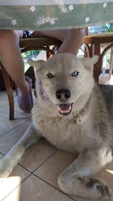 Пропав хаскі, шукаємо втікача Звенигородщина , хаска