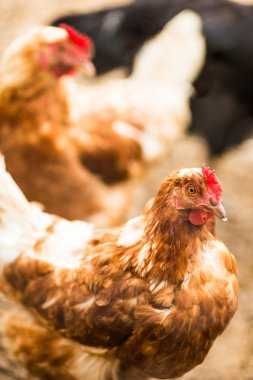 ІнкубацІйнІ  яйця -  Хайсекс Браун