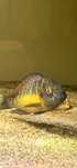 Tropheus Kantalamba Red Reinbow Tanganika