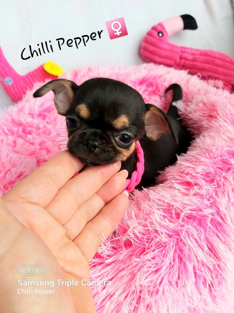 Przepiękna MINI suczka chihuahua krótkowłosa gotowa do odbioru