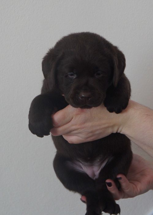 Labrador Retriever ZKwP/FCI- czekoladowa sunia