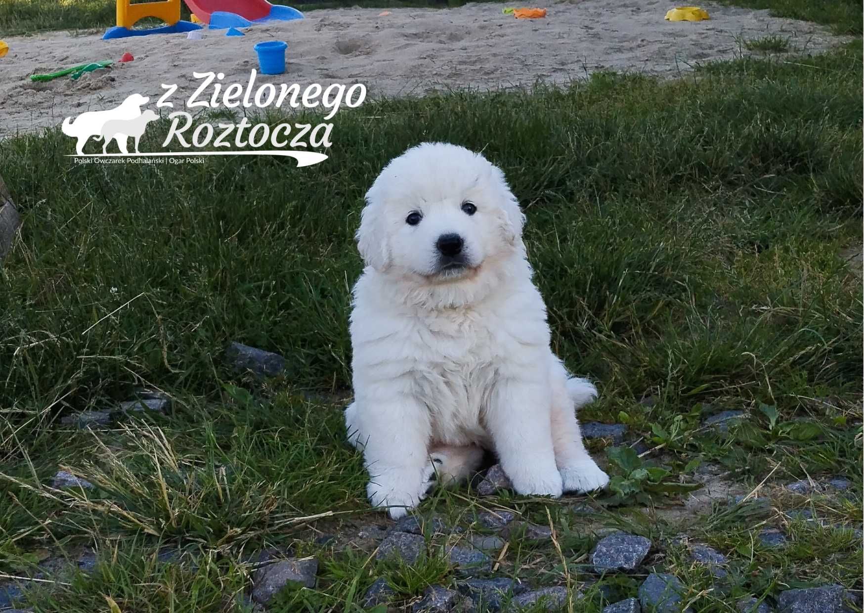 Owczarek Podhalański ZKwP suczka