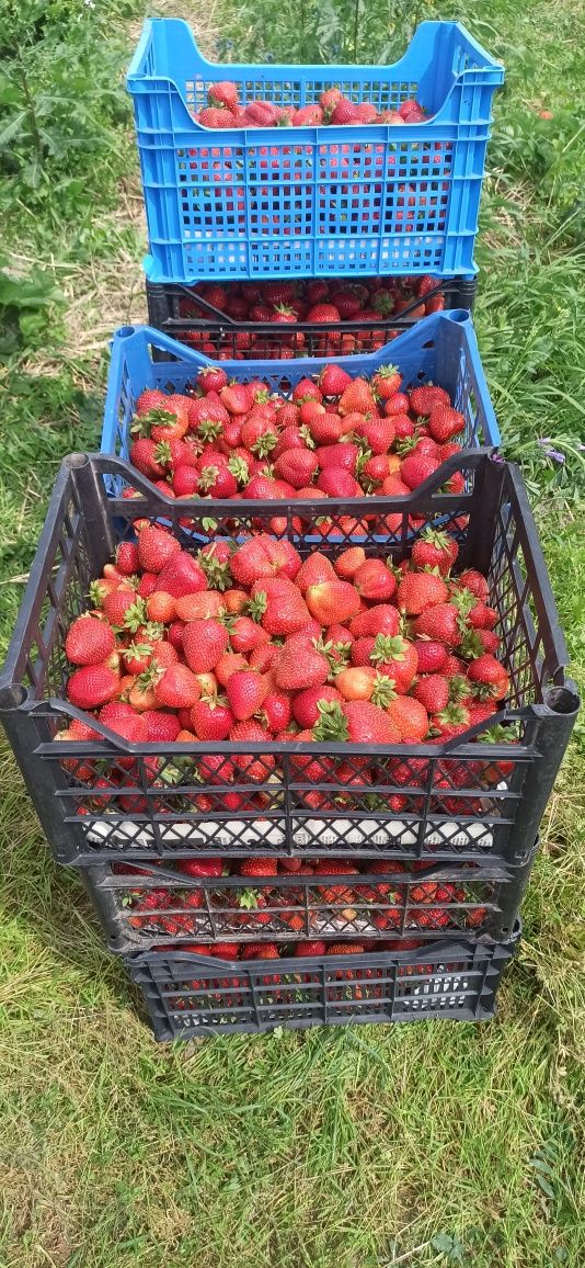 Продам Полуницю полуниця