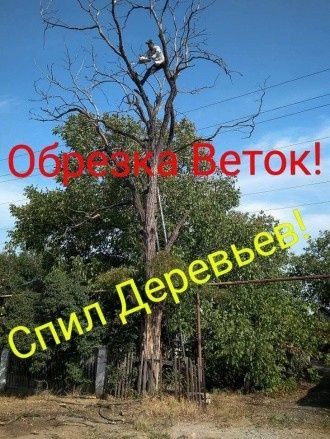 Спил деревьев вывоз веток