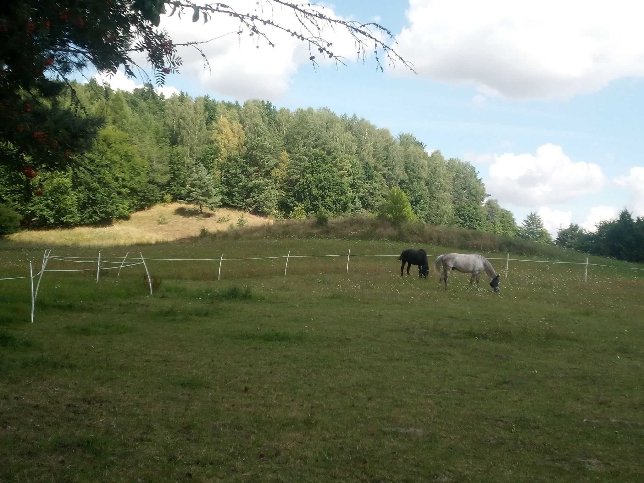 Domki letniskowe niedaleko Gdańska