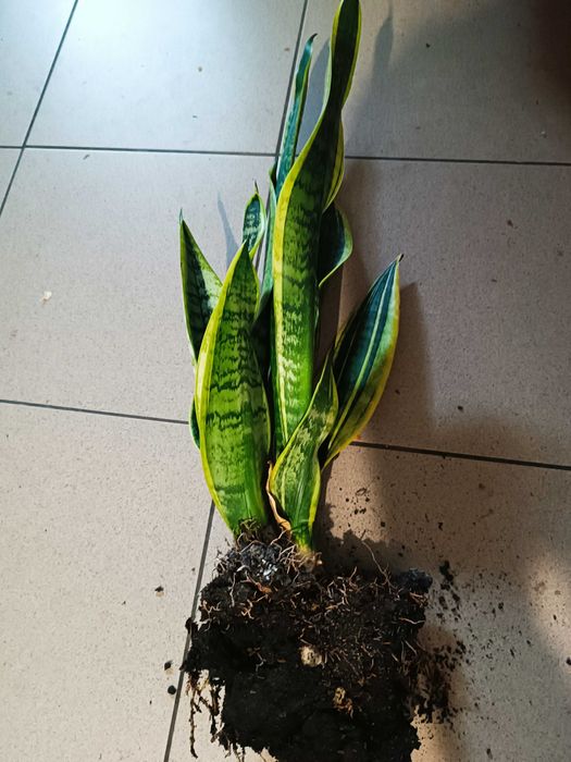 Sadzonka sanseviera