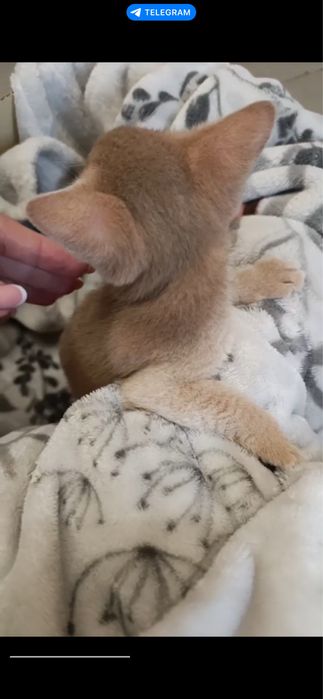 Кошенята абіссинськоі породи чекають на сімю