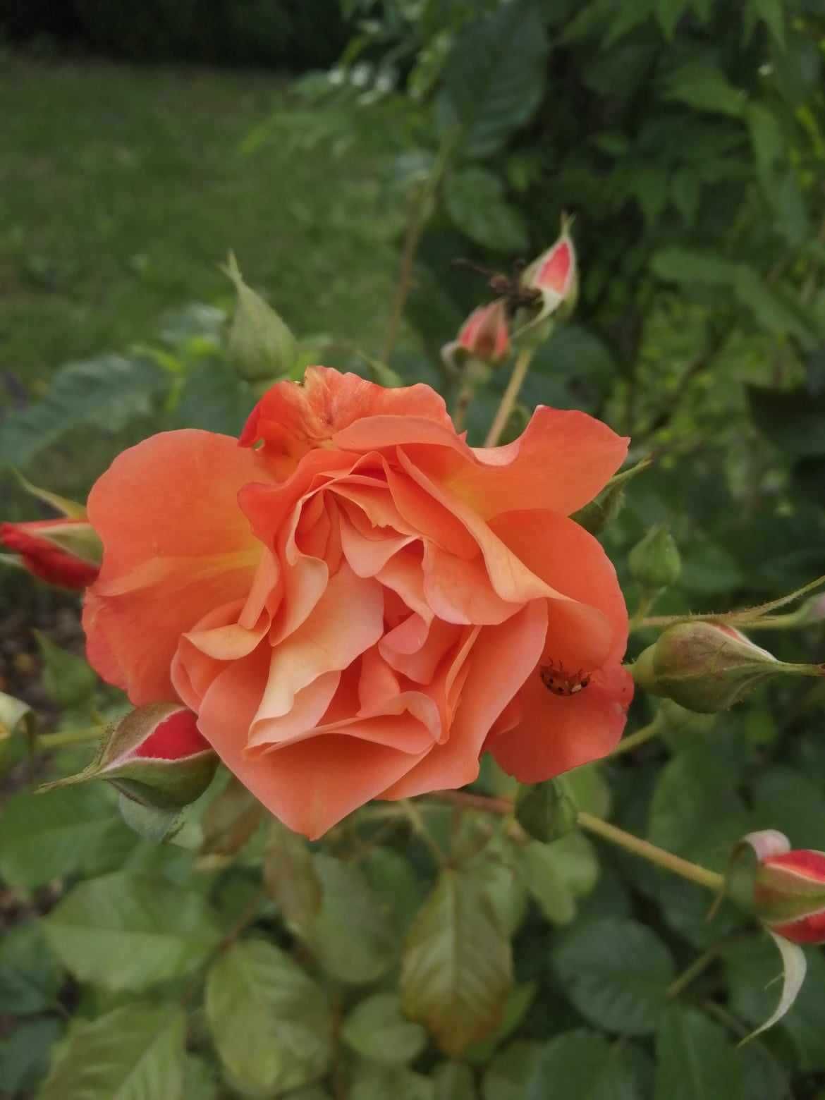 Róże - suszone płatki - naturalne - z własnego ogrodu