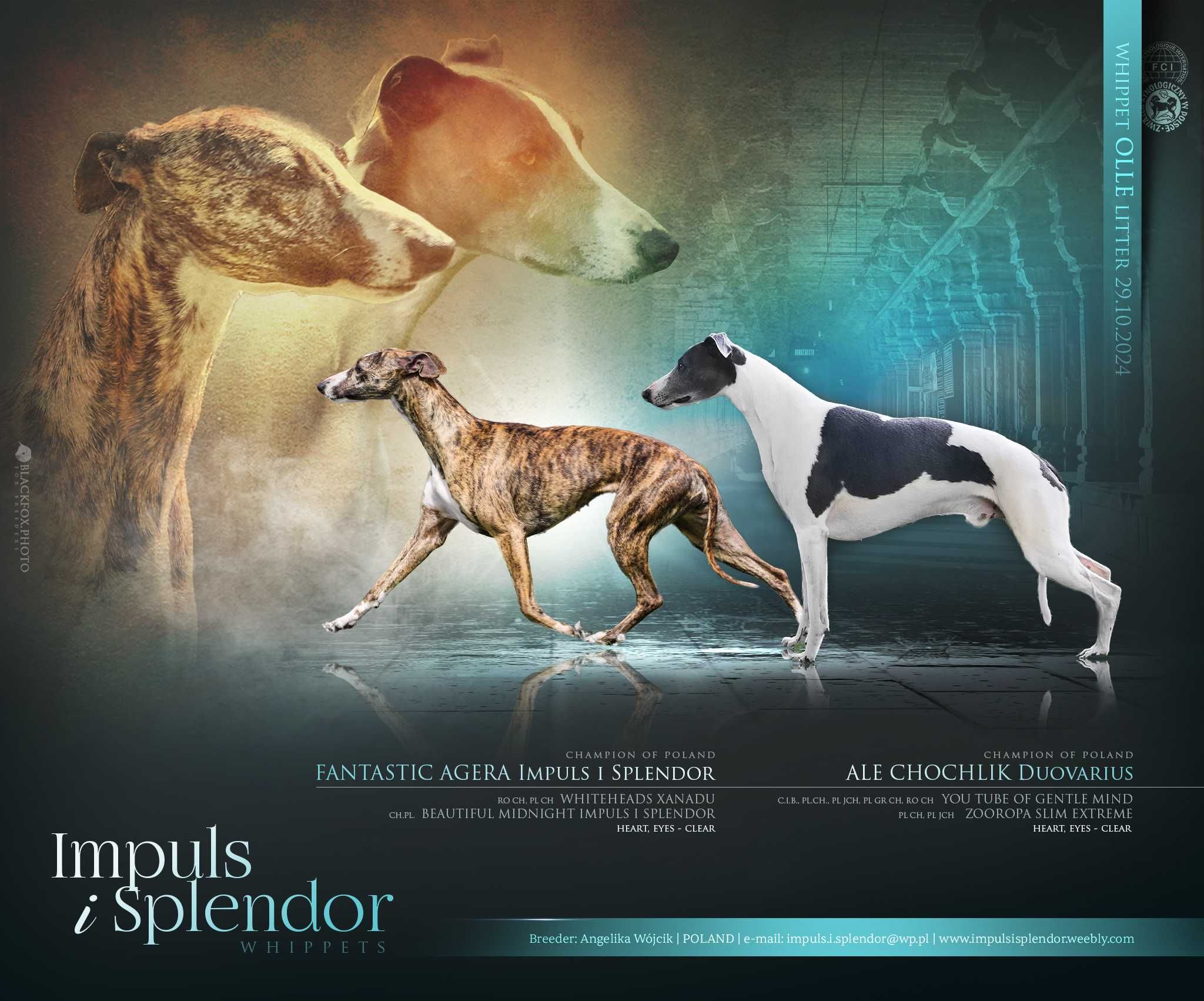 Whippet Chart Angielski, ZKwP/FCI, cudna OPRAH