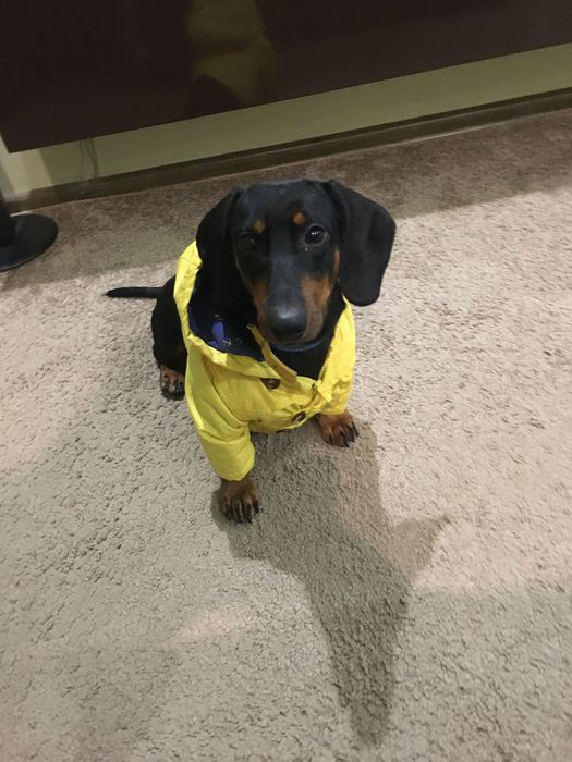 Вязка чистокровной таксы, кобель стандартный