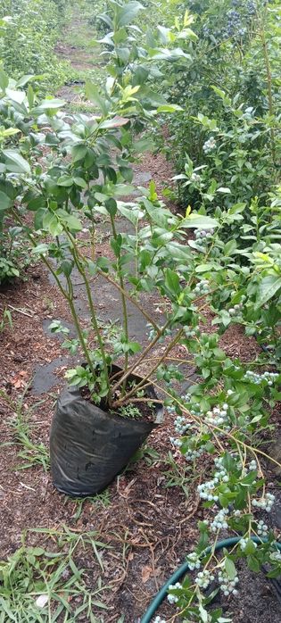 Саджанці лохини вік 6 років