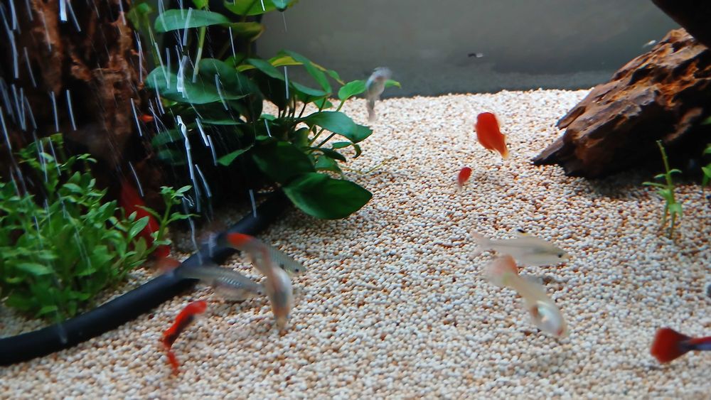 guppy's para dar