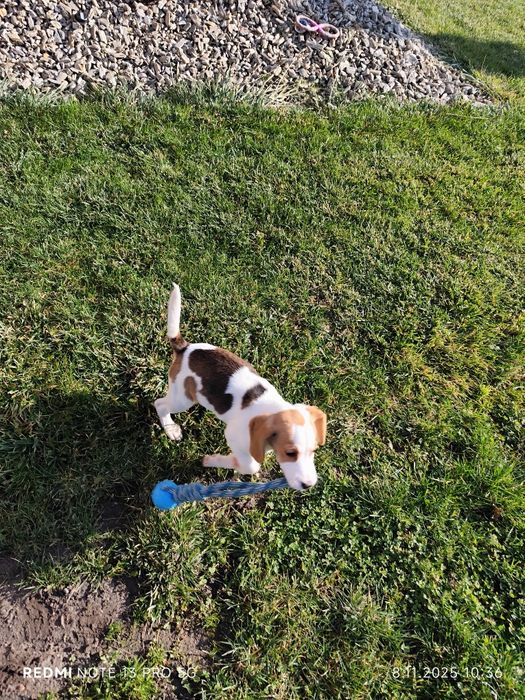 Suczka Beagle gotowa do odbioru metryka czip wyprawka