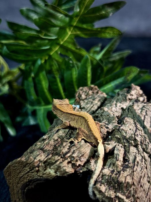 Gekon Orzesiony po samcu Lilly White