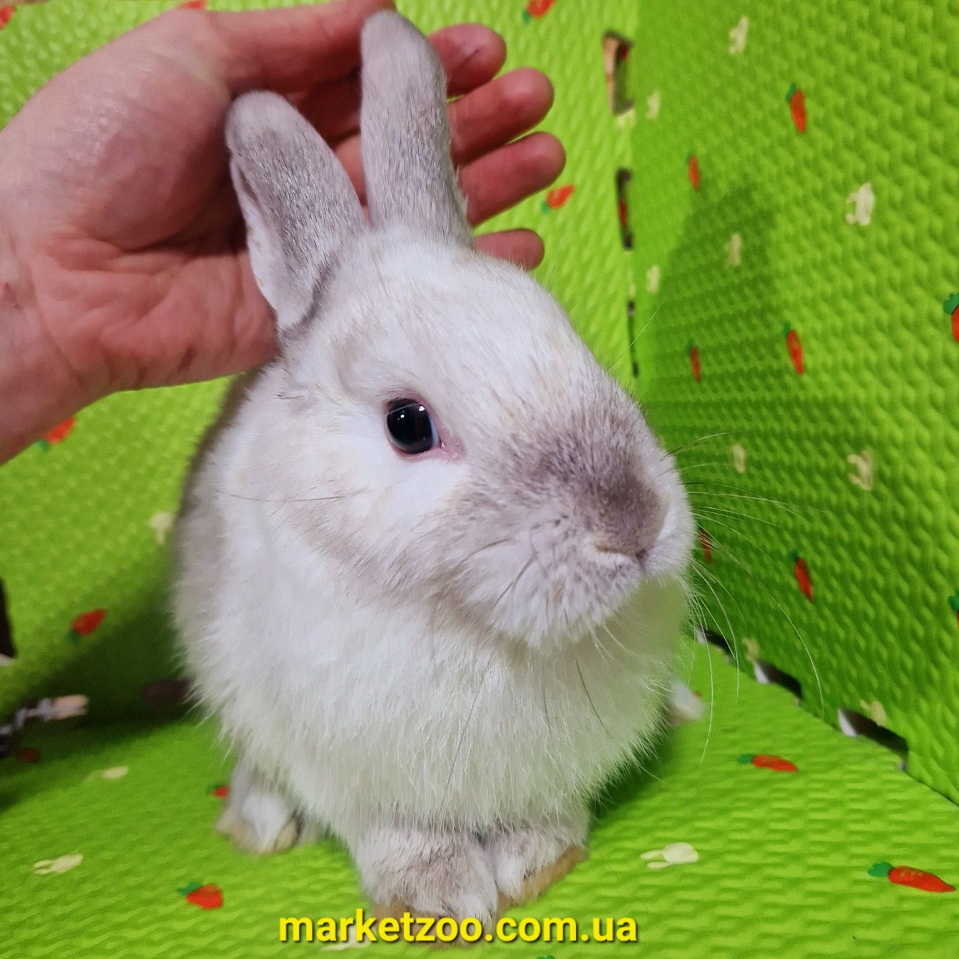 Голандський карликовий кролик сіамського окрасу