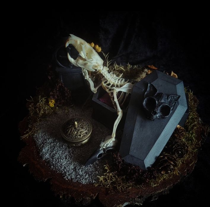 Taksydermia szkielet szczura