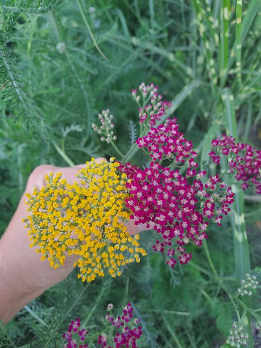 Деревій,тисячолистник кольоровий,5 кольорів