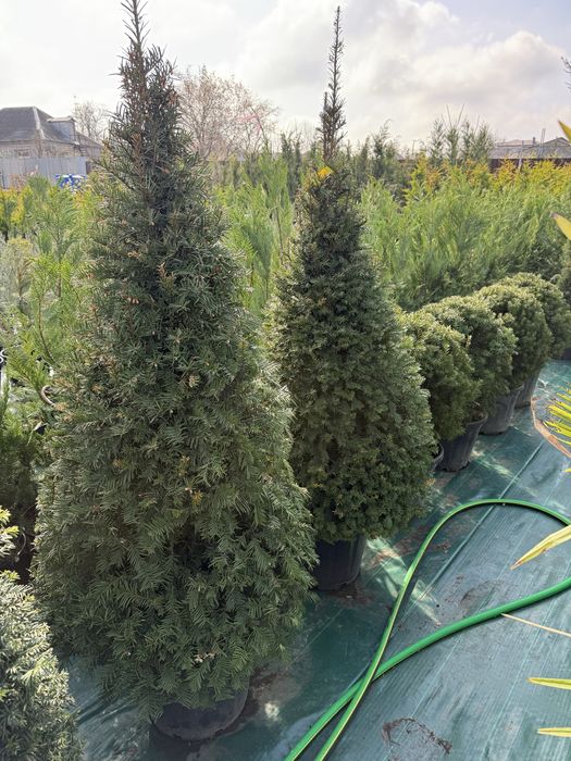 Продам тисы стриженые и для изгороди