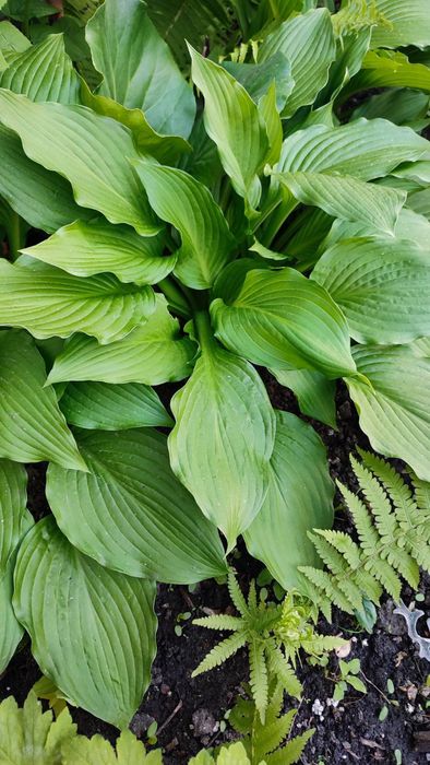 Очиток, седум, заячья капуста, молодило Хоста Гейхера ясколка