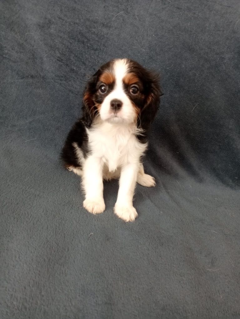 Cavalier King Charles spaniel sunia