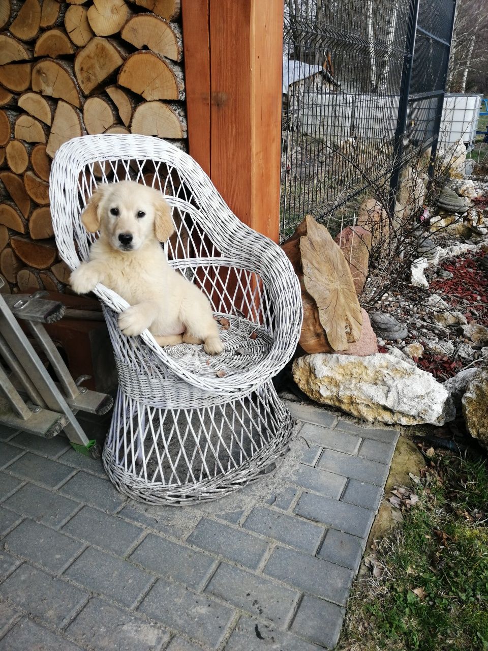 Golden Retriever sunia z Rodowodem i pełną dokumentacją