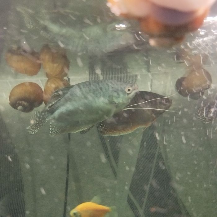 мраморного гурами