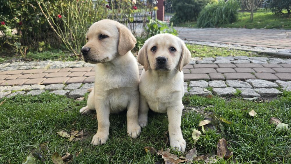 Labrador Retriever, biszkoptowy szczeniak! Już do odbioru!