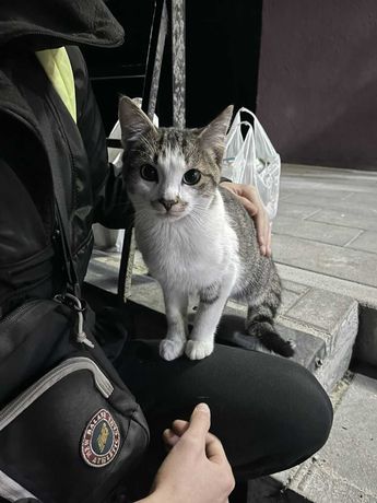 Кошеня шукає родину. Львів