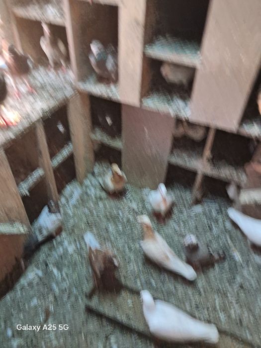 Sprzedam gołębie, likwidacja hodowli