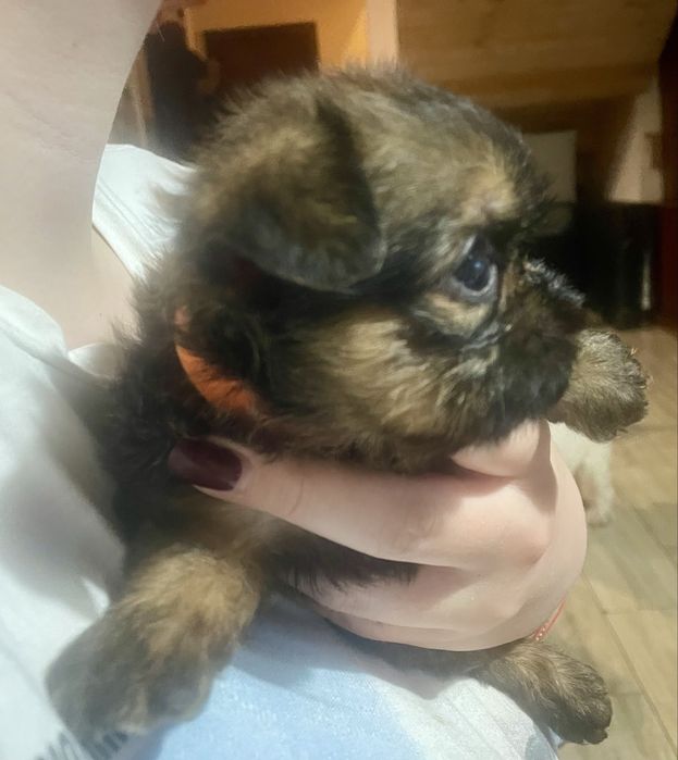 Gryfonik brukselski suczka