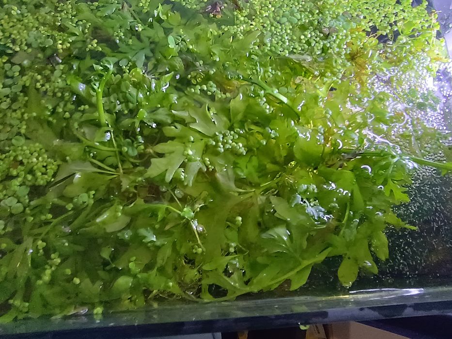 Zestaw roślin ceratopteris cornuta slavina natans  cabomba