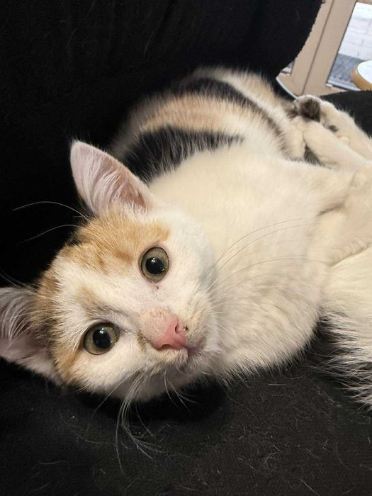 Ptyś biało rudy kocurek do adopcji